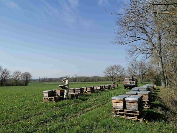 Vent de Miel apiculteurs  Miel local biologique Gers, Sud-Ouest